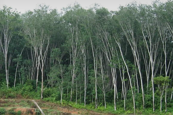 WWF lancia l’allarme, le foreste calano ma la carta non è la responsabile | Sustainable Paper Packaging & Print | TwoSide
